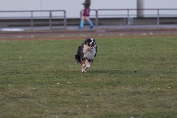 Bild 86 - Hundeshooting